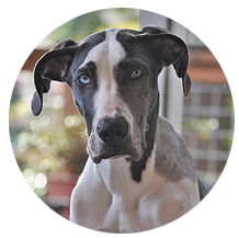 "Blue" the Great Dane